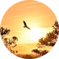 eagle-sunset-round